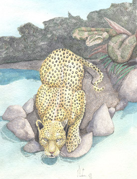 Leopard