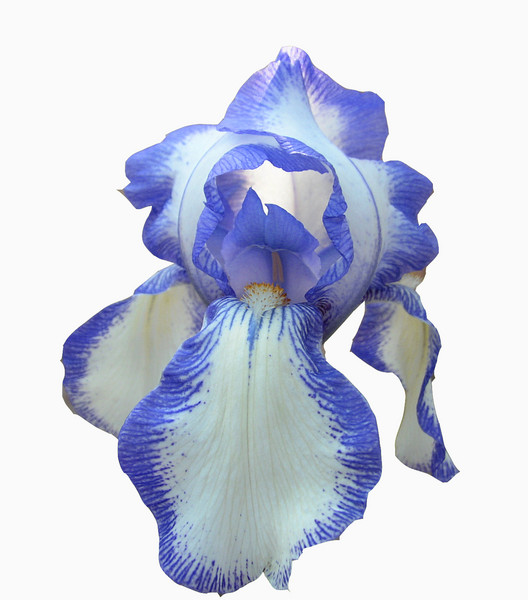 IRIS IN BLUE
