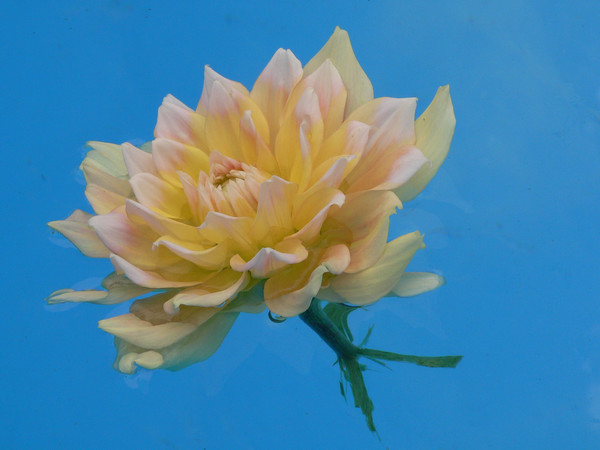 FLOATING DAHLIA