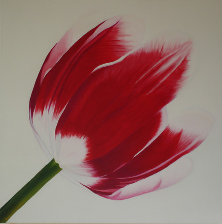 red & white tulip