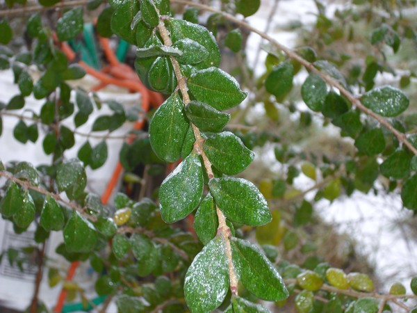 Icy Branches