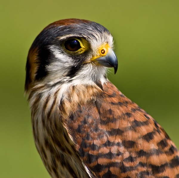 Kestrel