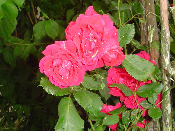 After The Rain
