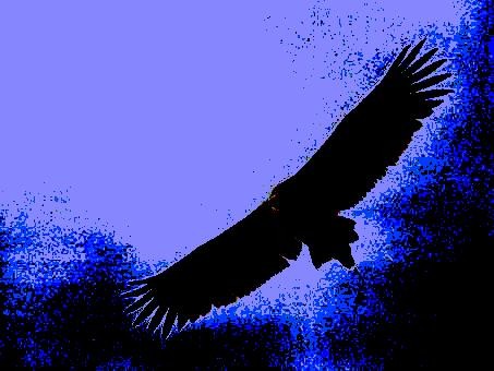 The Vulture