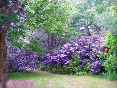 Purple Forest