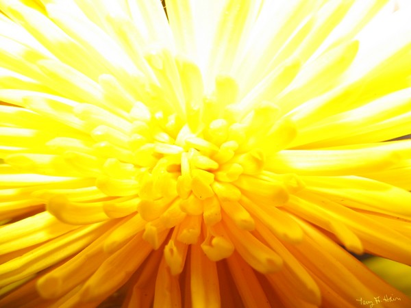 Sunshine Mum
