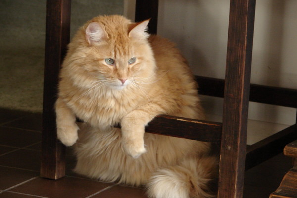 The King and His Throne