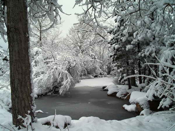 All Quiet on the Pond in Winter