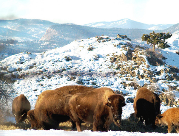 Buffalo Herd