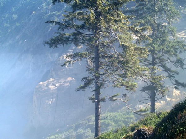 Cliff Trees at Agate Beach
