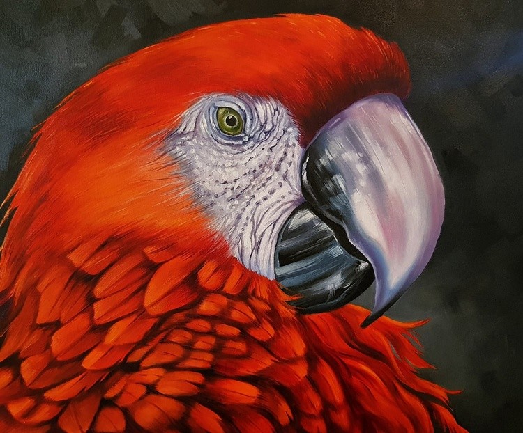 Scarlet Macaw