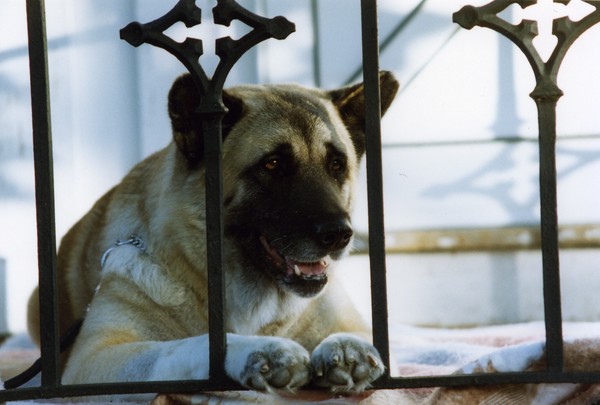 Zenshi-Paws