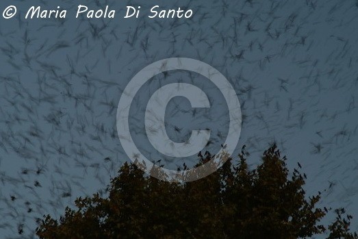 Starlings ready to rest