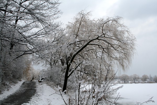 Winter Forest