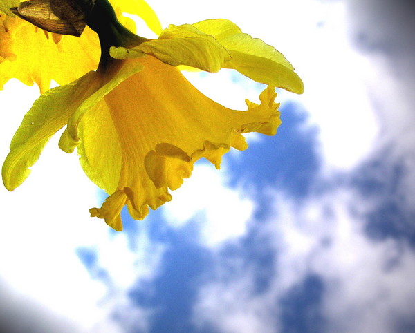 Yellow Sunshine