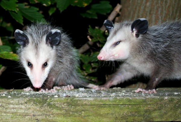 Baby Opossums