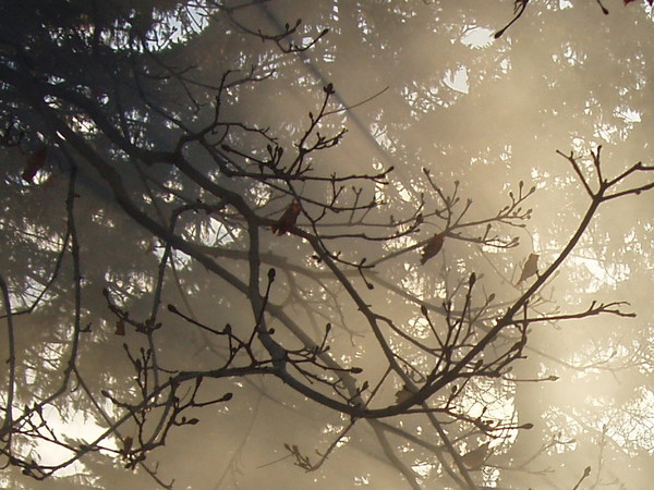 Budding Life