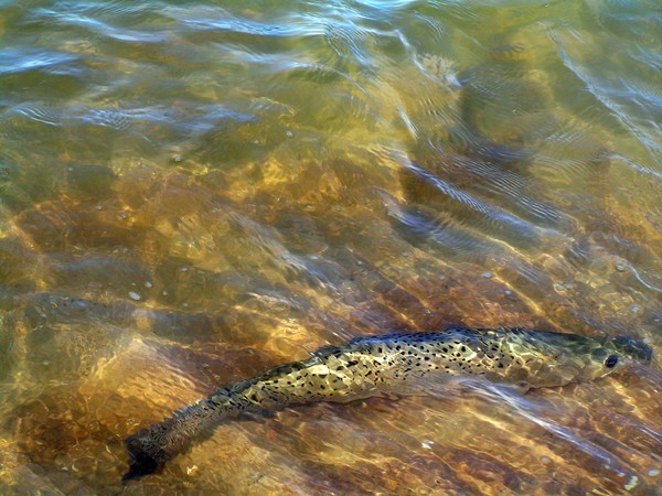 Speckled-Trout