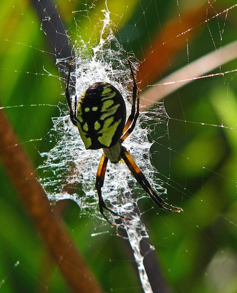 Madame Spider