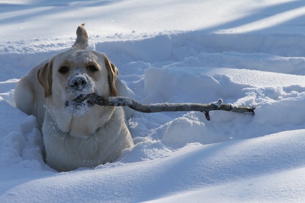 MY Stick