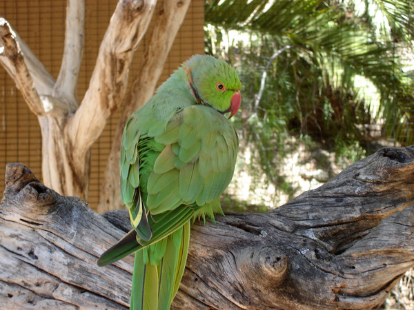Bird-Back