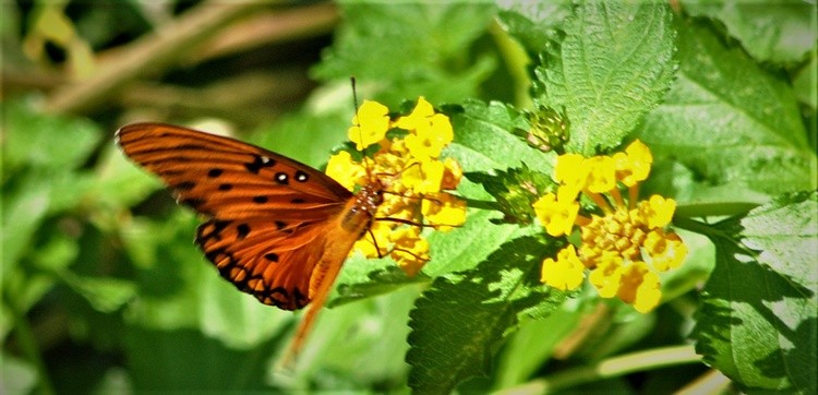 Monarch Butterfly