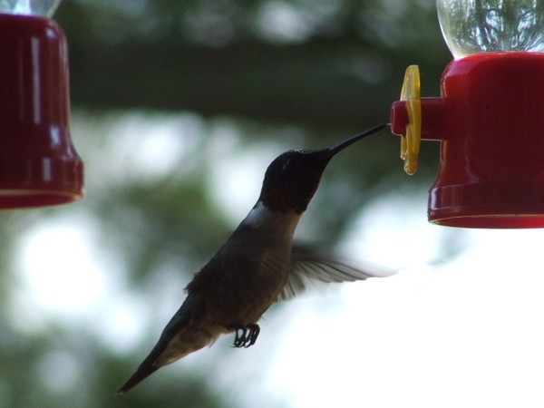 young male hummer