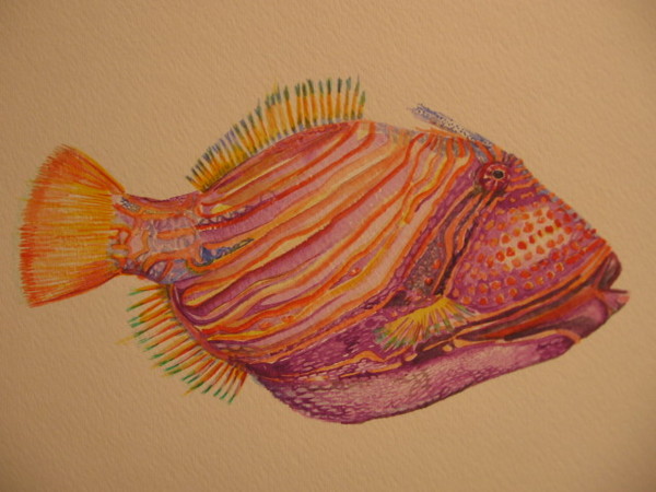 Balistapus Undulatus