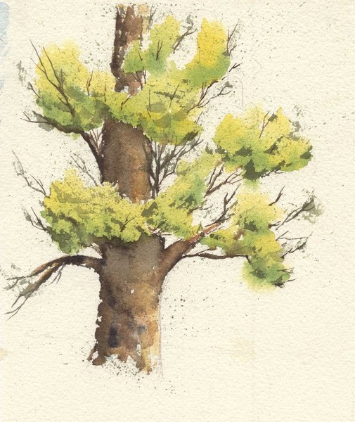 Pine Tree Study