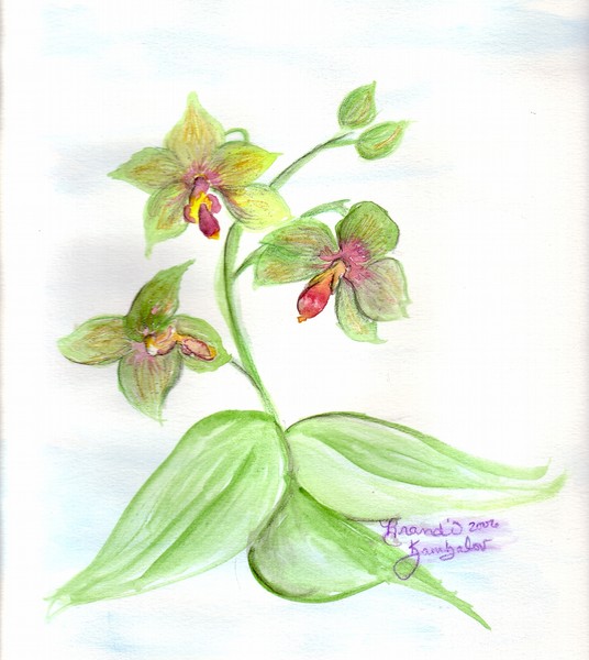 Orchid