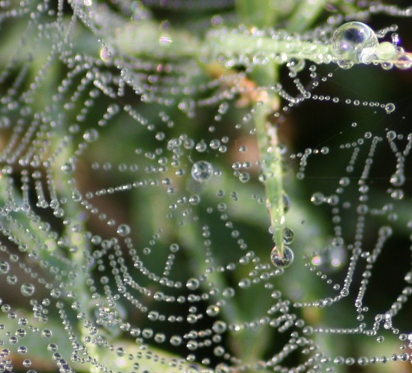 String of Pearls