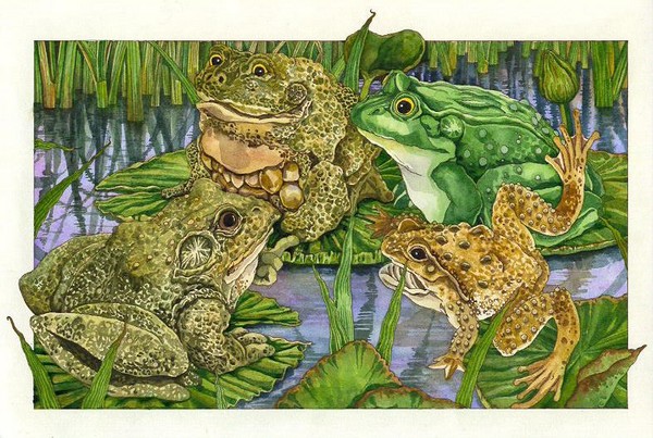 Froggies