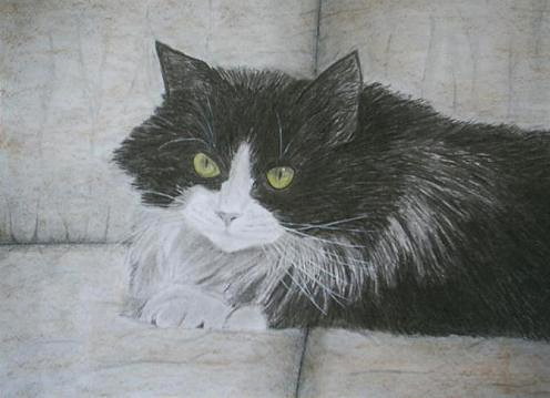 Black Cat