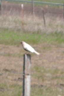 the rare white robin