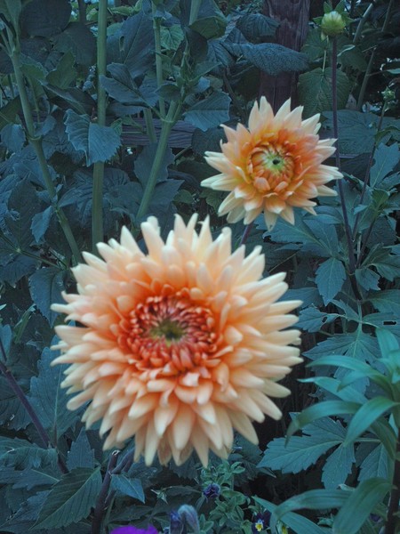 Dahlia's