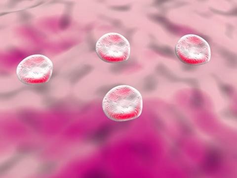 blood cells
