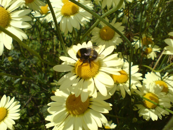 Flower Bumblebee