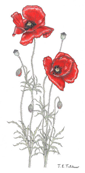 Two Poppies