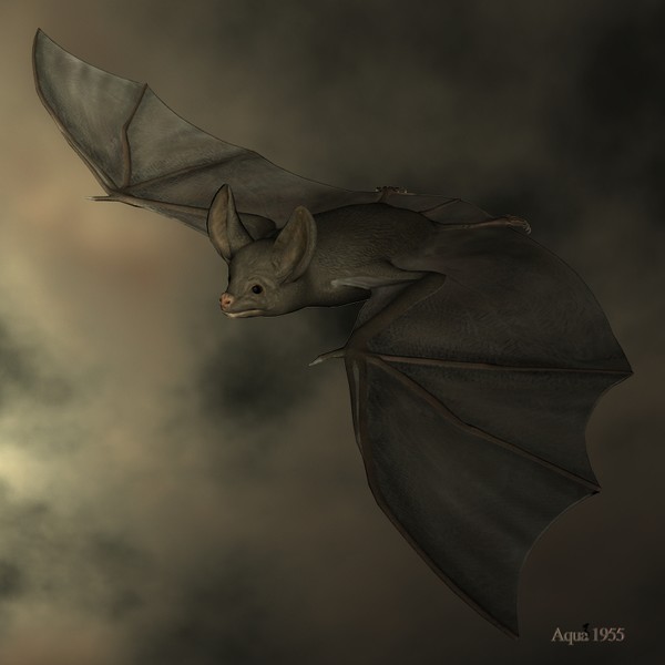Bat