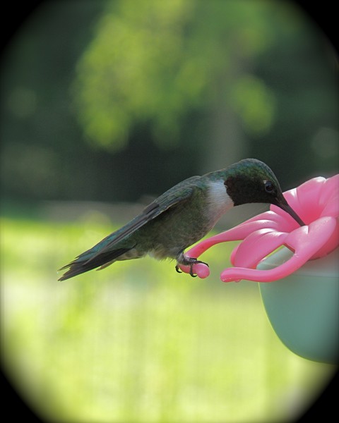 Hummingbird Visit 