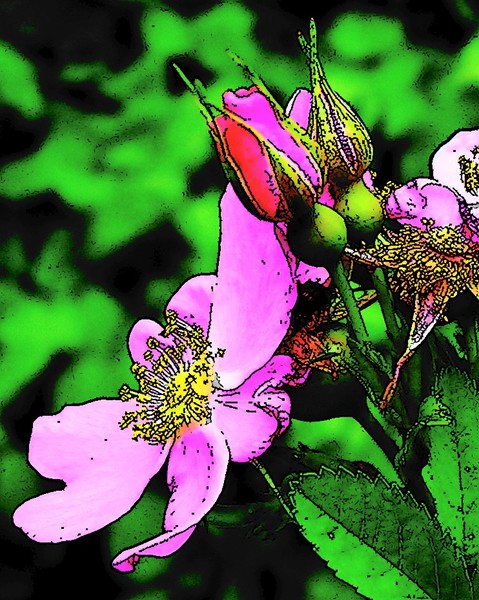 Wild Roses