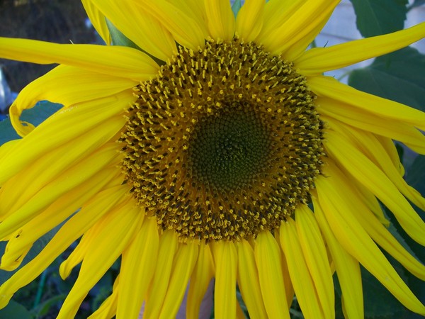 Aunt Shirley's Sunflower