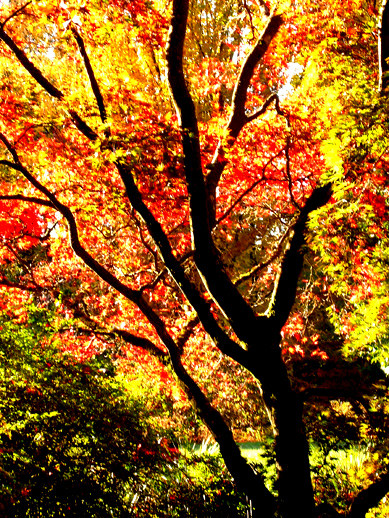 The Glory of Trees