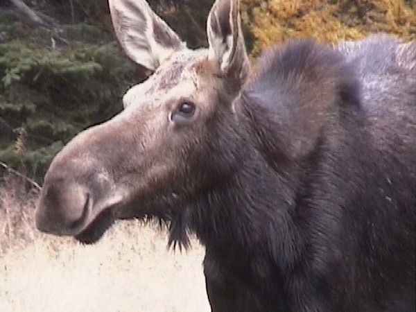 moose2