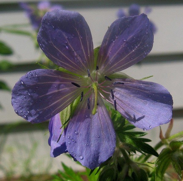 Delicate