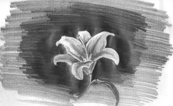 lily