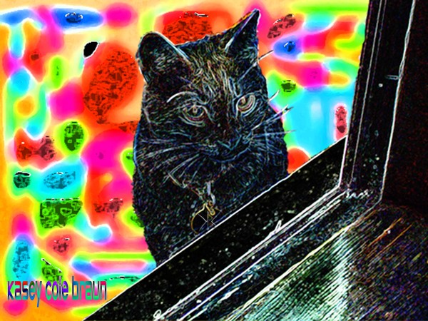 Cat 001