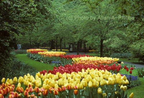 Kukenhoff Gardens, The Netherlands