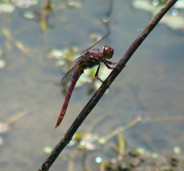Pond Fly Is A Dragon