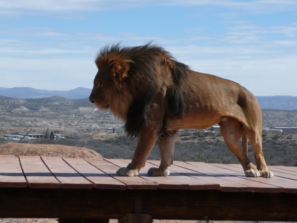 King of the Jungle